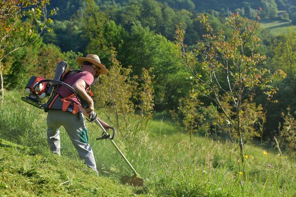 Cost of Slope Trimming in Littleton